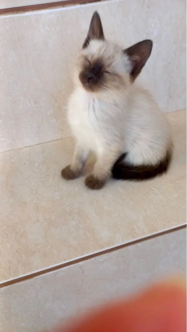 Gato raça Siamês idade Abaixo de 2 meses nome Ming bb2 meses pelo longo 