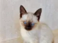 Ming bb2 meses pelo longo 