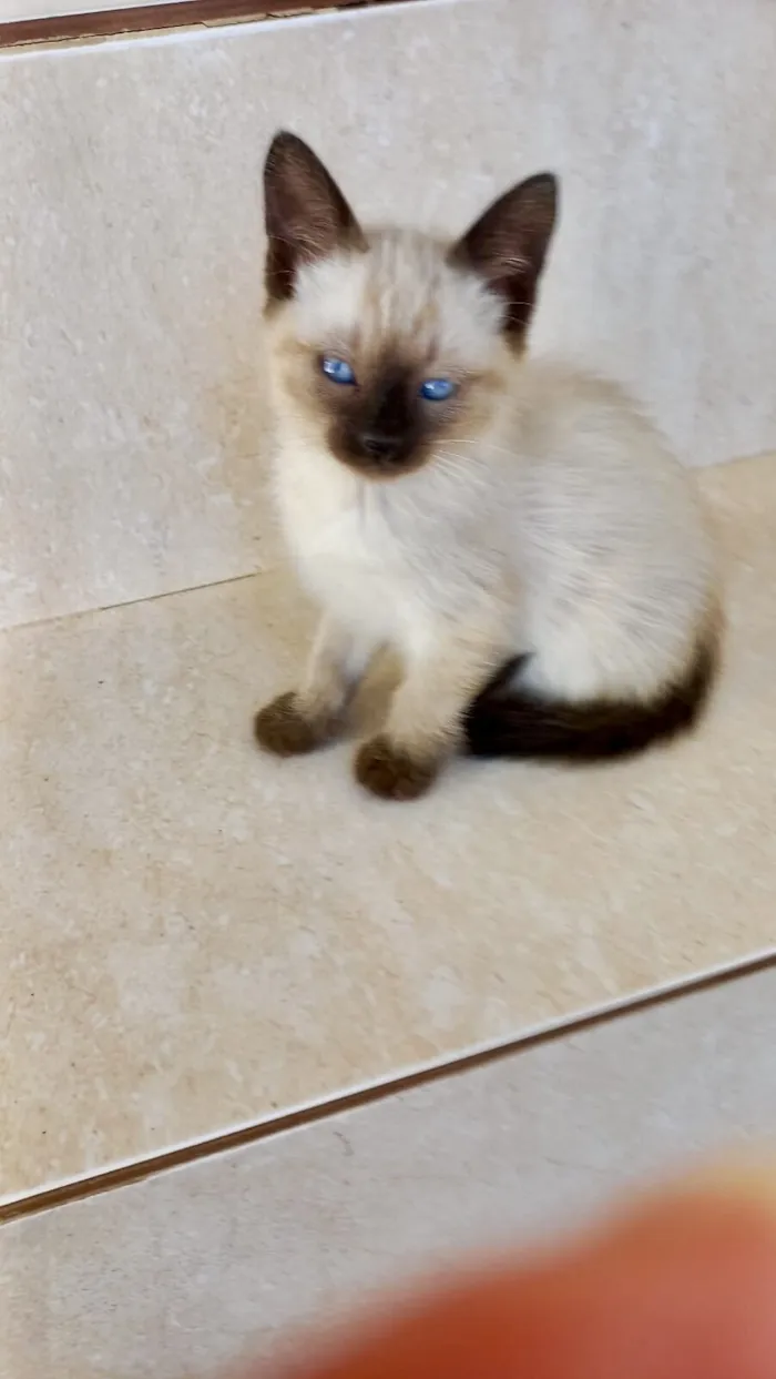 Gato raça Siamês idade Abaixo de 2 meses nome Ming bb2 meses pelo longo 
