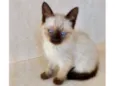 Ming bb2 meses pelo longo 