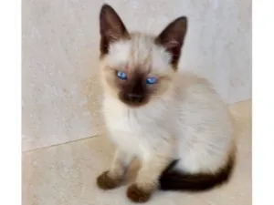 Gato raça Siamês idade Abaixo de 2 meses nome Ming bb2 meses pelo longo 