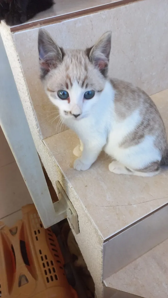 Gato raça SRD-ViraLata idade Abaixo de 2 meses nome Mimi Bb 2 meses lindo 