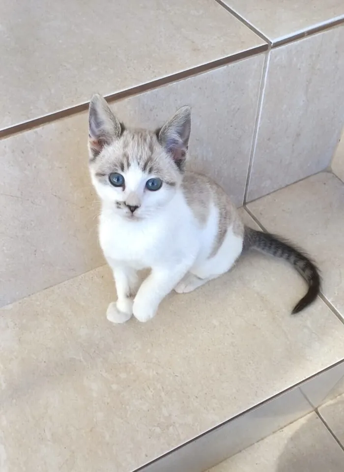 Gato raça SRD-ViraLata idade Abaixo de 2 meses nome Mimi Bb 2 meses lindo 