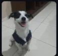Pigmeu