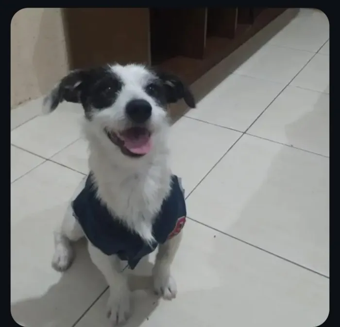 Cachorro raça SRD-ViraLata idade 5 anos nome Pigmeu