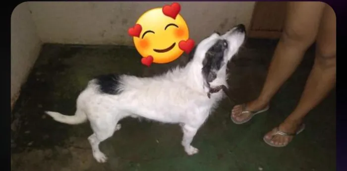 Cachorro raça SRD-ViraLata idade 5 anos nome Pigmeu