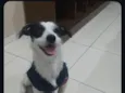 Pigmeu