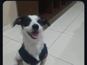Cachorro raça SRD-ViraLata idade 5 anos nome Pigmeu