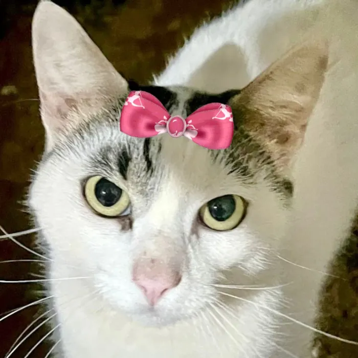 Gato raça SRD-ViraLata idade 1 ano nome Luna 