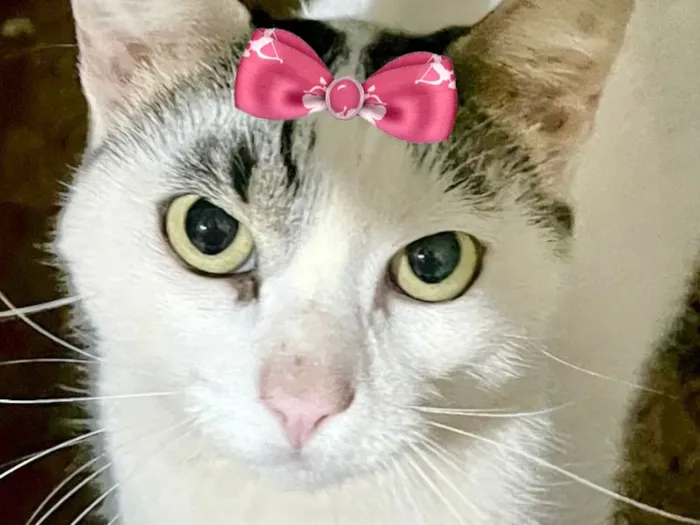 Gato raça SRD-ViraLata idade 1 ano nome Luna 