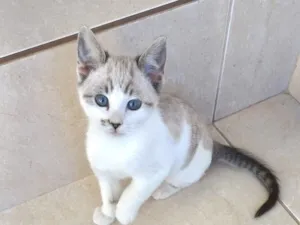Gato raça SRD-ViraLata idade Abaixo de 2 meses nome Mimi Bb 2 meses lindo 