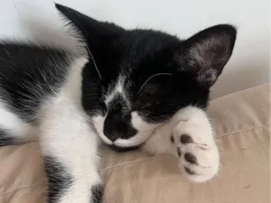 Gato raça SRD-ViraLata idade 2 a 6 meses nome Floquinho