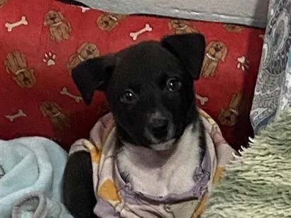 Cachorro raça SRD-ViraLata idade 2 a 6 meses nome Catarina