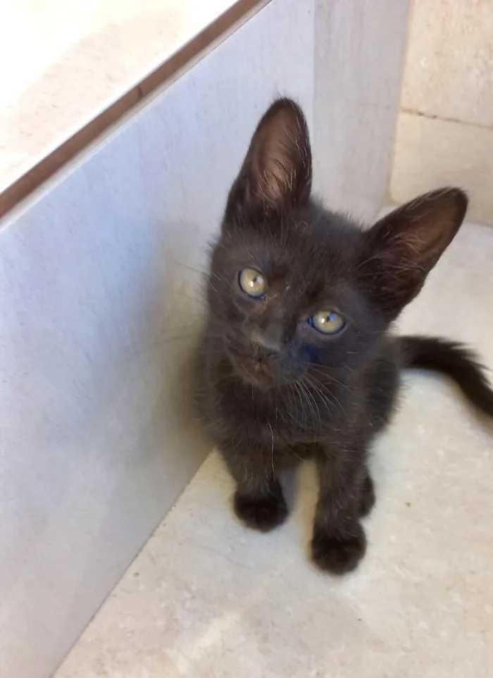 Gato raça SRD-ViraLata idade Abaixo de 2 meses nome Miao bb2 meses lindo 