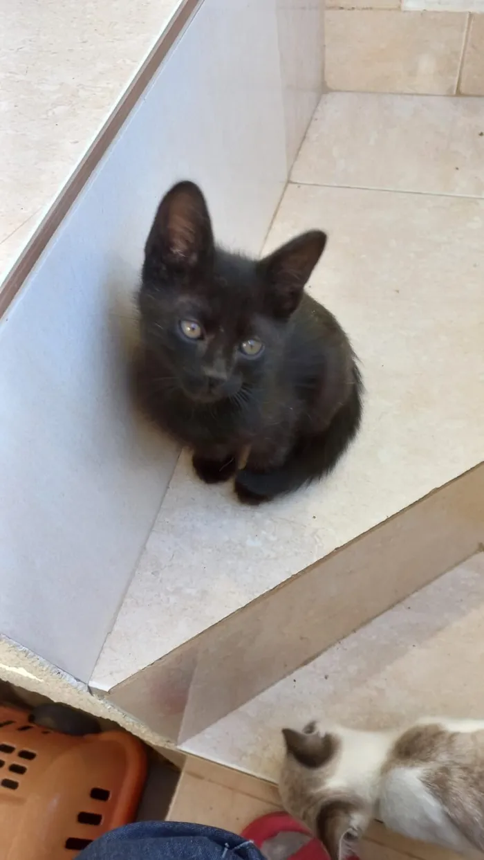 Gato raça SRD-ViraLata idade Abaixo de 2 meses nome Miao bb2 meses lindo 