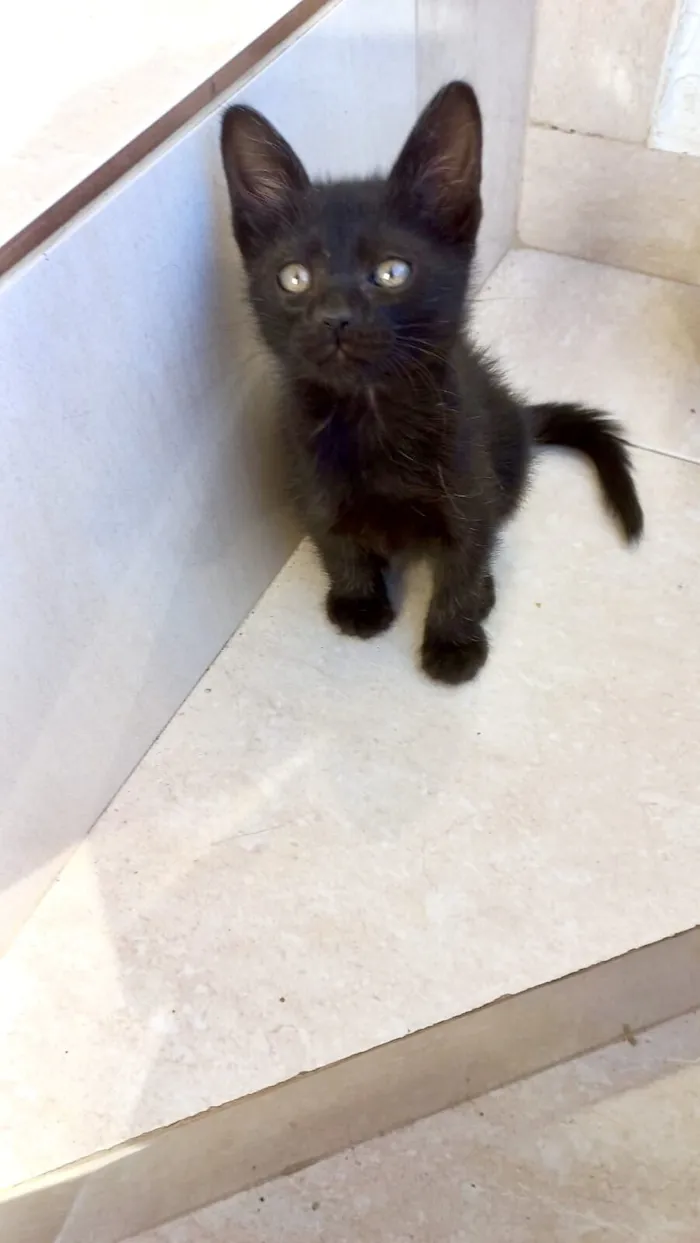 Gato raça SRD-ViraLata idade Abaixo de 2 meses nome Miao bb2 meses lindo 