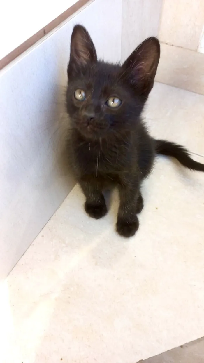 Gato raça SRD-ViraLata idade Abaixo de 2 meses nome Miao bb2 meses lindo 