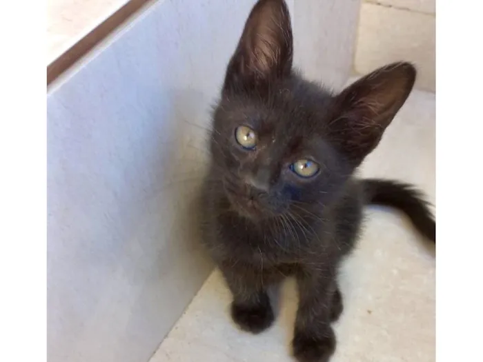 Gato raça SRD-ViraLata idade Abaixo de 2 meses nome Miao bb2 meses lindo 