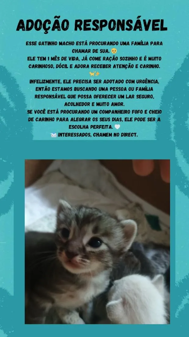 Gato raça SRD-ViraLata idade Abaixo de 2 meses nome Gatinho