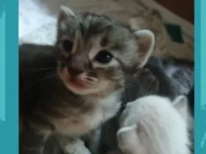 Gato raça SRD-ViraLata idade Abaixo de 2 meses nome Gatinho