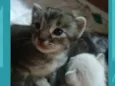 Gatinho