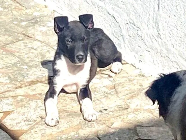 Cachorro raça SRD-ViraLata idade 2 a 6 meses nome Catarina