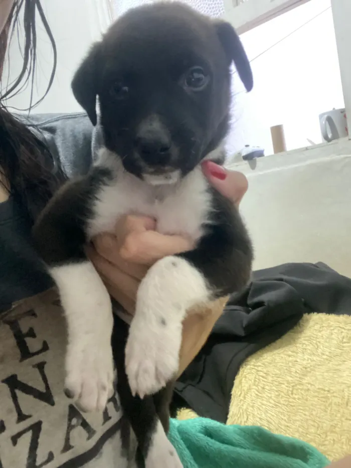 Cachorro raça SRD-ViraLata idade 2 a 6 meses nome Catarina
