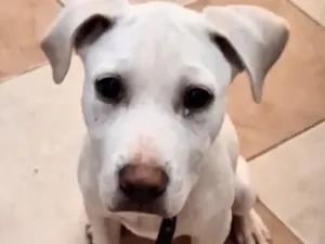 Cachorro raça Labrador idade 2 a 6 meses nome Pluto 