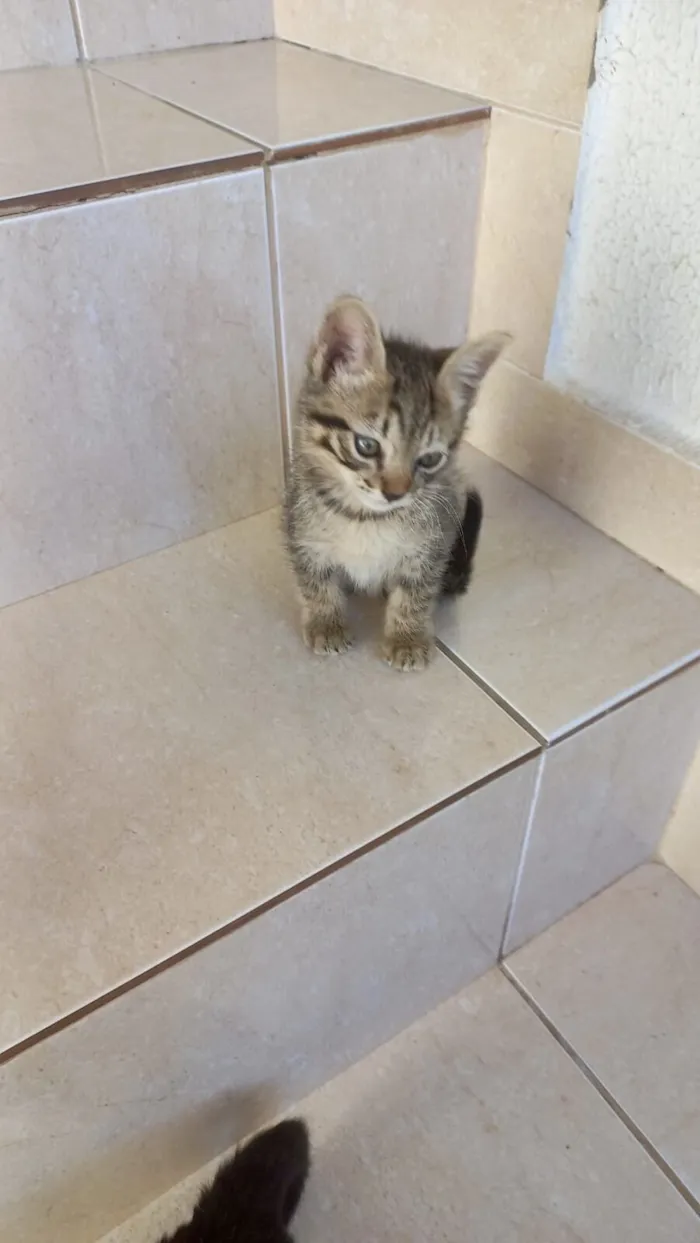 Gato raça SRD-ViraLata idade Abaixo de 2 meses nome Mochi  bb2 meses lindo 