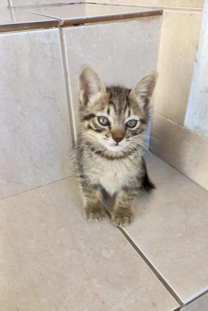 Gato raça SRD-ViraLata idade Abaixo de 2 meses nome Mochi  bb2 meses lindo 