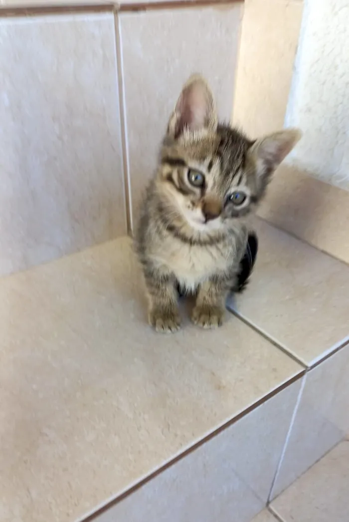 Gato raça SRD-ViraLata idade Abaixo de 2 meses nome Mochi  bb2 meses lindo 
