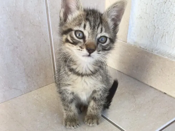 Gato raça SRD-ViraLata idade Abaixo de 2 meses nome Mochi  bb2 meses lindo 