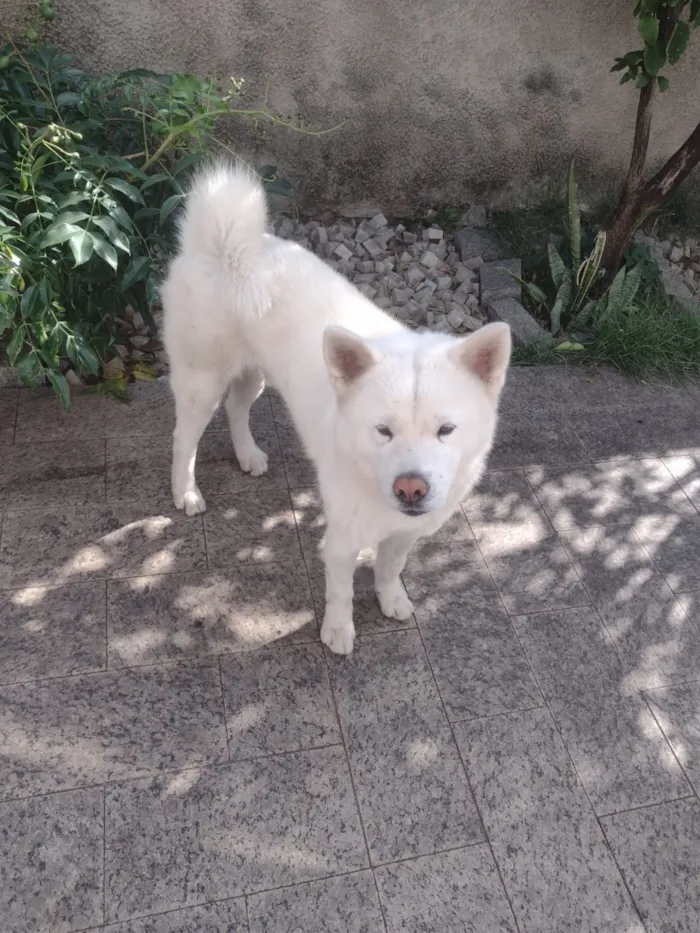 Cachorro raça SRD-ViraLata idade 2 anos nome Kenzo
