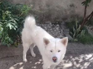 Cachorro raça SRD-ViraLata idade 2 anos nome Kenzo