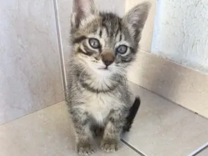 Gato raça SRD-ViraLata idade Abaixo de 2 meses nome Mochi  bb2 meses lindo 