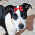 Belinha 