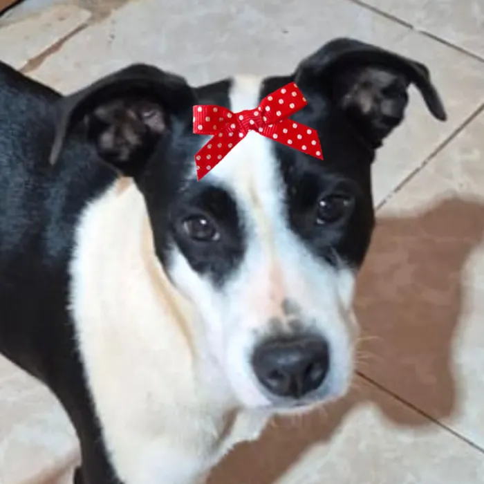 Cachorro raça SRD-ViraLata idade 7 a 11 meses nome Belinha 
