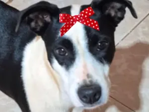 Cachorro raça SRD-ViraLata idade 7 a 11 meses nome Belinha 