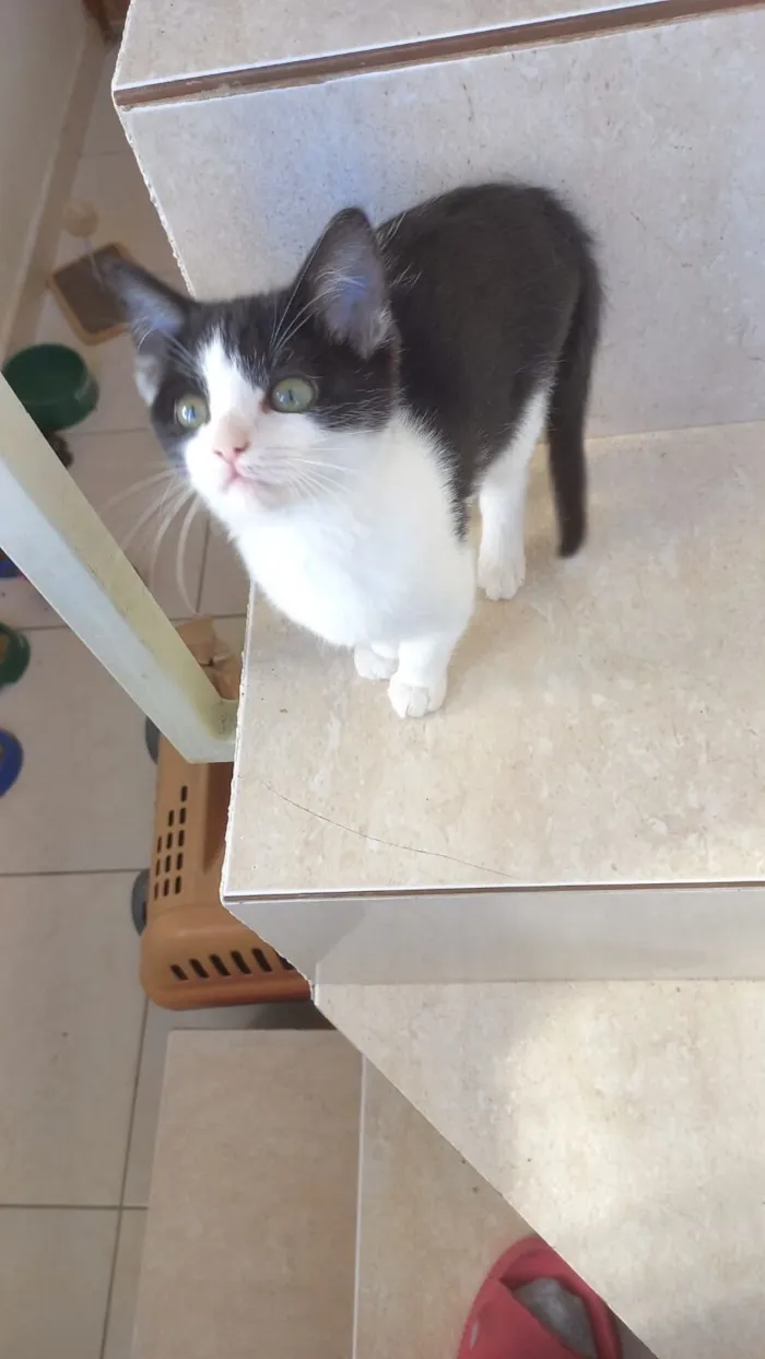 Gato raça SRD-ViraLata idade Abaixo de 2 meses nome Xingxing bb2 meses linda 