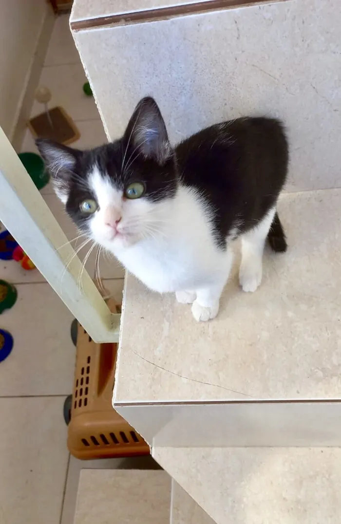 Gato raça SRD-ViraLata idade Abaixo de 2 meses nome Xingxing bb2 meses linda 