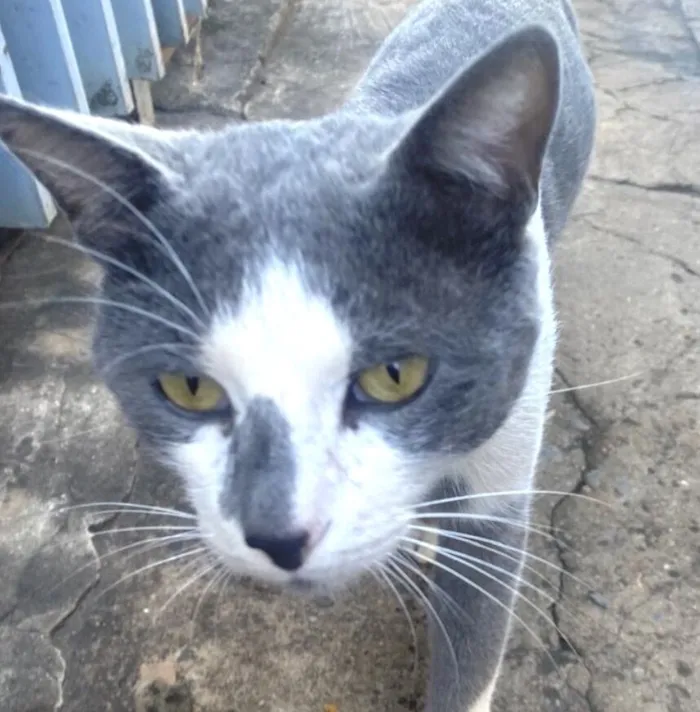 Gato raça SRD-ViraLata idade 1 ano nome Noberty 
