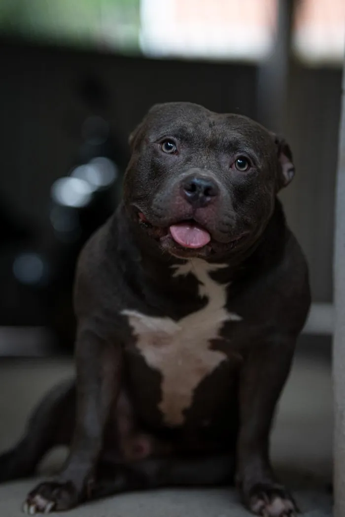 Cachorro raça SRD-ViraLata idade 3 anos nome Thor