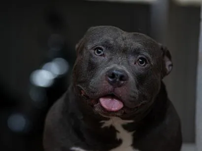 Cachorro raça SRD-ViraLata idade 3 anos nome Thor