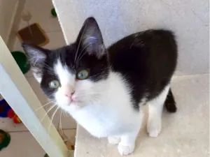 Gato raça SRD-ViraLata idade Abaixo de 2 meses nome Xingxing bb2 meses linda 