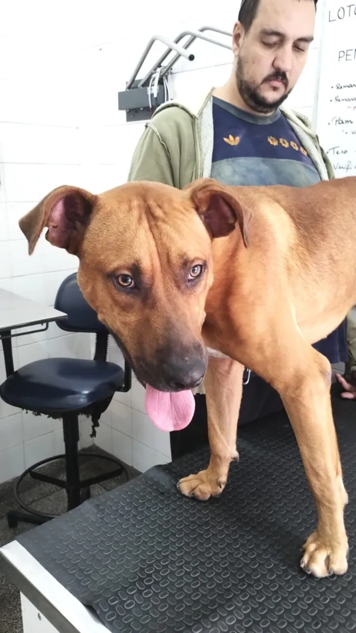 Cachorro raça SRD-ViraLata idade 1 ano nome Marlon 1 aninho lindo 