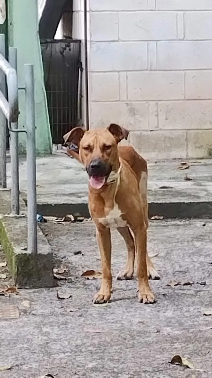 Cachorro raça SRD-ViraLata idade 1 ano nome Marlon 1 aninho lindo 