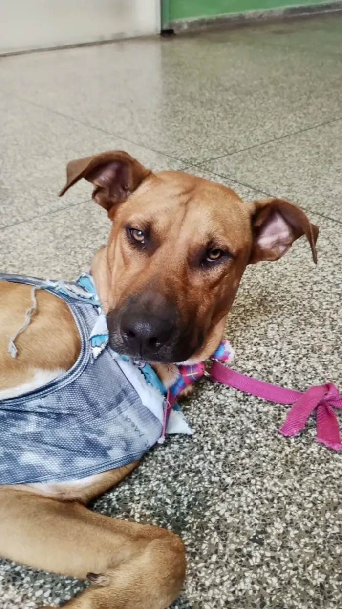 Cachorro raça SRD-ViraLata idade 1 ano nome Marlon 1 aninho lindo 
