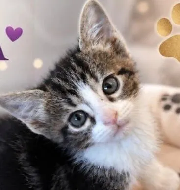 Gato raça SRD-ViraLata idade 2 a 6 meses nome Joca 