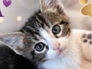 Gato raça SRD-ViraLata idade 2 a 6 meses nome Joca 
