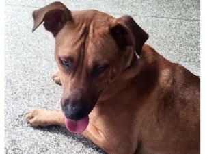 Cachorro raça SRD-ViraLata idade 1 ano nome Marlon 1 aninho lindo 